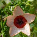 Linum grandiflorum 'Charmer' fleur